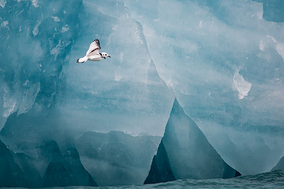 Svalbard-8