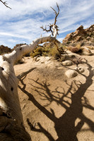 Joshua Tree-7