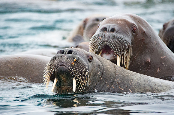 Svalbard-26