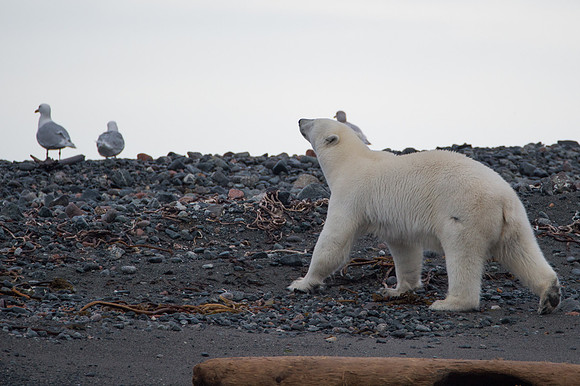 Svalbard-37