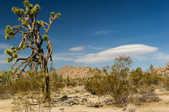 Joshua Tree-4