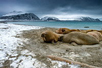 Svalbard-5