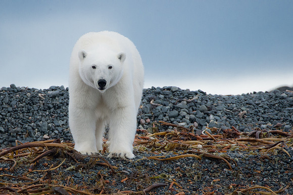 Svalbard-36