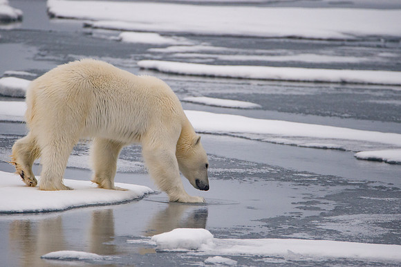 Svalbard-34