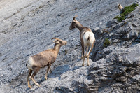 Canadian Rockies-7