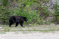Canadian Rockies-3