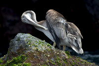 Galapagos-10