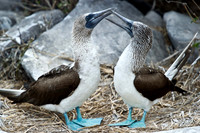 Galapagos-17