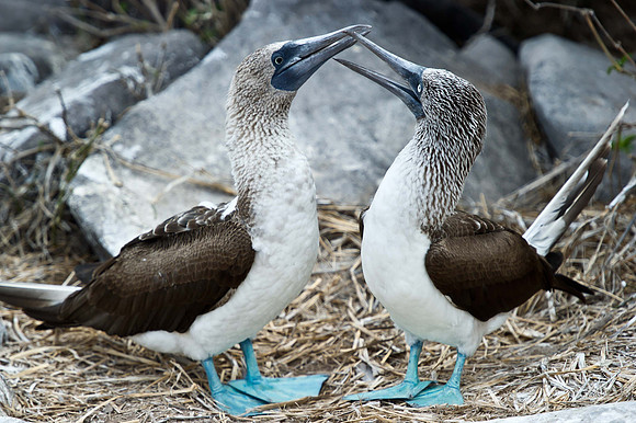 Galapagos-17