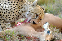 Wildlife-9