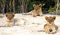 Wildlife-2