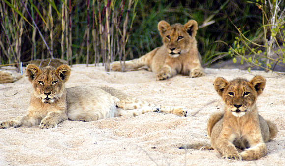 Wildlife-2