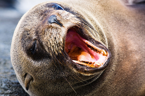 Galapagos-4