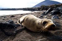 Galapagos-2