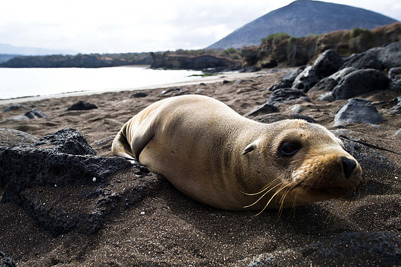 Galapagos-2