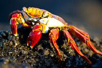 Galapagos-1