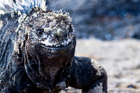 Galapagos-3