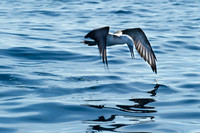 Galapagos-9