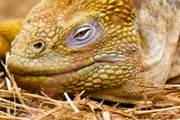 Galapagos-6