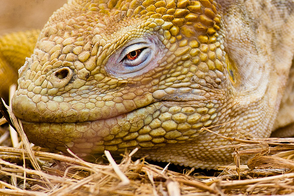 Galapagos-6