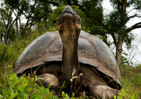 Galapagos-15