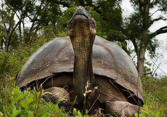 Galapagos-15