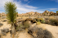 Joshua Tree-5