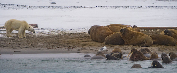 Svalbard-29
