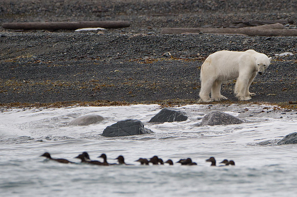 Svalbard-39