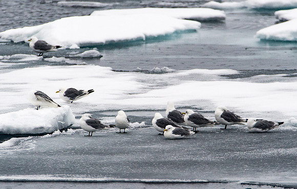 Svalbard-33