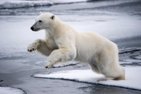 Svalbard-17