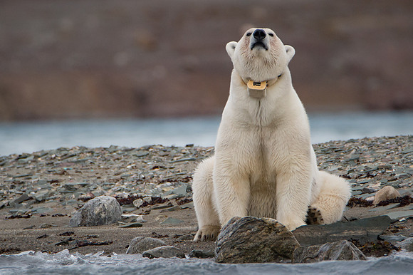 Svalbard-28