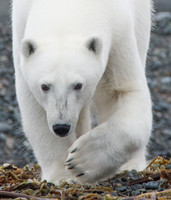 Svalbard-3