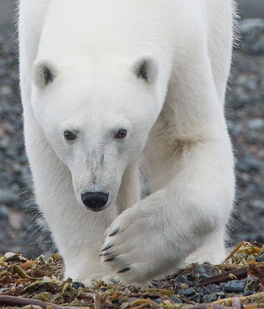 Svalbard-3