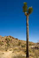 Joshua Tree
