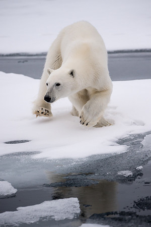 Svalbard-21
