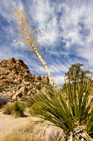 Joshua Tree-6