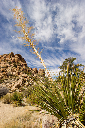 Joshua Tree-6