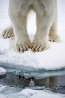 Svalbard-14