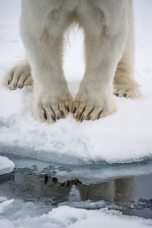 Svalbard-14