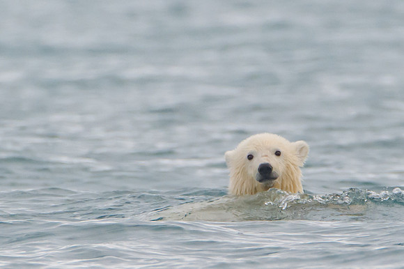 Svalbard-9