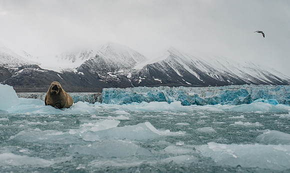 Svalbard-47