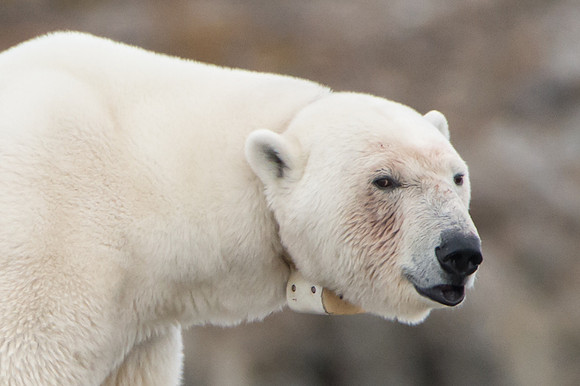 Svalbard-49