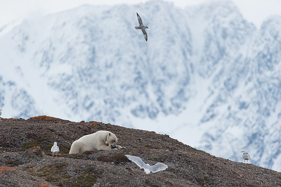 Svalbard-48