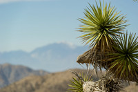 Joshua Tree-8