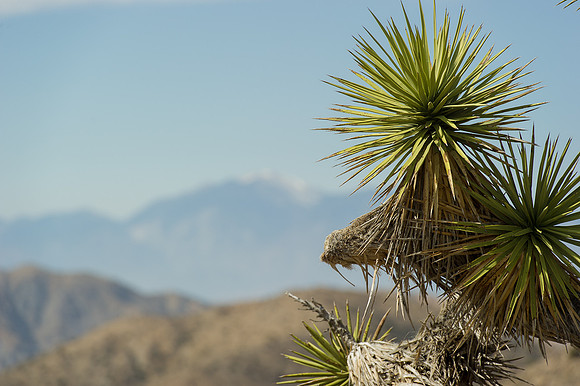 Joshua Tree-8