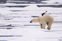 Svalbard-19