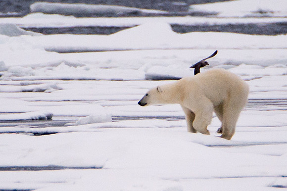 Svalbard-19