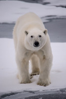 Svalbard-11
