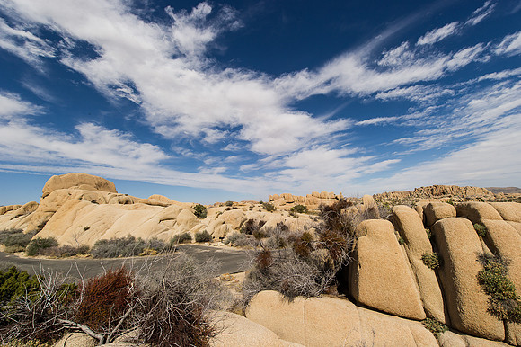 Joshua Tree-10